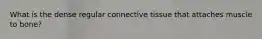 What is the dense regular connective tissue that attaches muscle to bone?