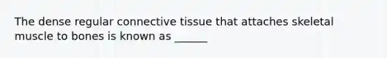 The dense regular connective tissue that attaches skeletal muscle to bones is known as ______