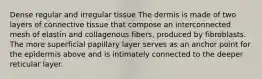 Dense regular and irregular tissue The dermis is made of two layers of connective tissue that compose an interconnected mesh of elastin and collagenous fibers, produced by fibroblasts. The more superficial papillary layer serves as an anchor point for the epidermis above and is intimately connected to the deeper reticular layer.