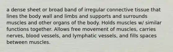 a dense sheet or broad band of irregular connective tissue that lines the body wall and limbs and supports and surrounds muscles and other organs of the body. Holds muscles w/ similar functions together. Allows free movement of muscles, carries nerves, blood vessels, and lymphatic vessels, and fills spaces between muscles.