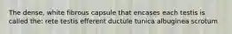 The dense, white fibrous capsule that encases each testis is called the: rete testis efferent ductule tunica albuginea scrotum