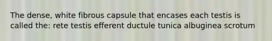 The dense, white fibrous capsule that encases each testis is called the: rete testis efferent ductule tunica albuginea scrotum