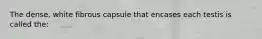 The dense, white fibrous capsule that encases each testis is called the: