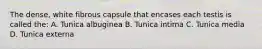 The dense, white fibrous capsule that encases each testis is called the: A. Tunica albuginea B. Tunica intima C. Tunica media D. Tunica externa