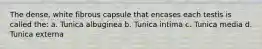 The dense, white fibrous capsule that encases each testis is called the: a. Tunica albuginea b. Tunica intima c. Tunica media d. Tunica externa