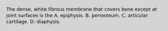 The dense, white fibrous membrane that covers bone except at joint surfaces is the A. epiphysis. B. periosteum. C. articular cartilage. D. diaphysis.