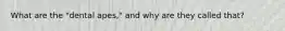 What are the "dental apes," and why are they called that?