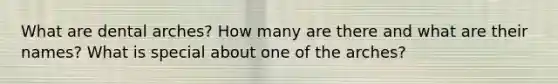 What are dental arches? How many are there and what are their names? What is special about one of the arches?