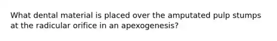 What dental material is placed over the amputated pulp stumps at the radicular orifice in an apexogenesis?