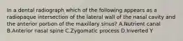 In a dental radiograph which of the following appears as a radiopaque intersection of the lateral wall of the nasal cavity and the anterior portion of the maxillary sinus? A.Nutrient canal B.Anterior nasal spine C.Zygomatic process D.Inverted Y