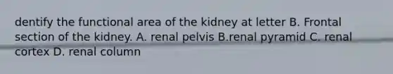 dentify the functional area of the kidney at letter B. Frontal section of the kidney. A. renal pelvis B.renal pyramid C. renal cortex D. renal column