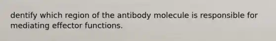 dentify which region of the antibody molecule is responsible for mediating effector functions.