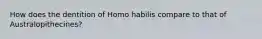 How does the dentition of Homo habilis compare to that of Australopithecines?