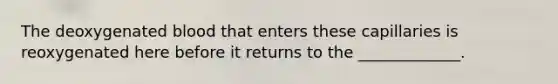The deoxygenated blood that enters these capillaries is reoxygenated here before it returns to the _____________.