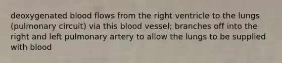 deoxygenated blood flows from the right ventricle to the lungs (pulmonary circuit) via this blood vessel; branches off into the right and left pulmonary artery to allow the lungs to be supplied with blood