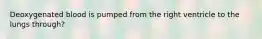 Deoxygenated blood is pumped from the right ventricle to the lungs through?