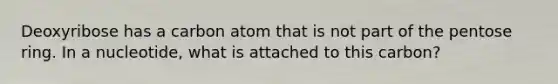Deoxyribose has a carbon atom that is not part of the pentose ring. In a nucleotide, what is attached to this carbon?