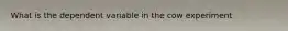 What is the dependent variable in the cow experiment