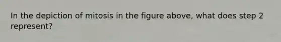 ​In the depiction of mitosis in the figure above, what does step 2 represent?