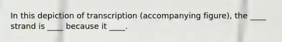 ​In this depiction of transcription (accompanying figure), the ____ strand is ____ because it ____.