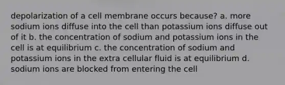 depolarization of a cell membrane occurs because? a. more sodium ions diffuse into the cell than potassium ions diffuse out of it b. the concentration of sodium and potassium ions in the cell is at equilibrium c. the concentration of sodium and potassium ions in the extra cellular fluid is at equilibrium d. sodium ions are blocked from entering the cell