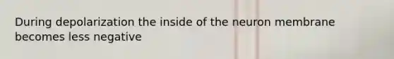 During depolarization the inside of the neuron membrane becomes less negative