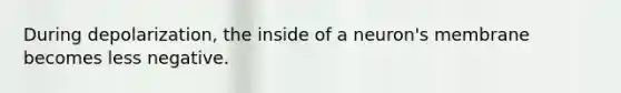 During depolarization, the inside of a neuron's membrane becomes less negative.