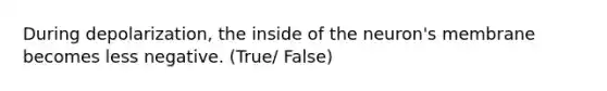 During depolarization, the inside of the neuron's membrane becomes less negative. (True/ False)