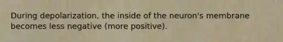 During depolarization, the inside of the neuron's membrane becomes less negative (more positive).