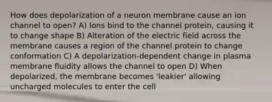 How does depolarization of a neuron membrane cause an ion channel to open? A) Ions bind to the channel protein, causing it to change shape B) Alteration of the electric field across the membrane causes a region of the channel protein to change conformation C) A depolarization-dependent change in plasma membrane fluidity allows the channel to open D) When depolarized, the membrane becomes 'leakier' allowing uncharged molecules to enter the cell