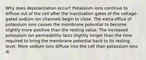 Why does depolarization occur? Potassium ions continue to diffuse out of the cell after the inactivation gates of the voltage-gated sodium ion channels begin to close. The extra efflux of potassium ions causes the membrane potential to become slightly more positive than the resting value. The increased potassium ion permeability lasts slightly longer than the time required to bring the membrane potential back to its resting level. More sodium ions diffuse into the cell than potassium ions di