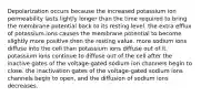 Depolarization occurs because the increased potassium ion permeability lasts lightly longer than the time required to bring the membrane potential back to its resting level. the extra efflux of potassium ions causes the membrane potential to become slightly more positive then the resting value. more sodium ions diffuse into the cell than potassium ions diffuse out of it. potassium ions continue to diffuse out of the cell after the inactive gates of the voltage-gated sodium ion channels begin to close. the inactivation gates of the voltage-gated sodium ions channels begin to open, and the diffusion of sodium ions decreases.