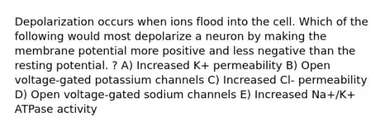 Depolarization occurs when ions flood into the cell. Which of the following would most depolarize a neuron by making the membrane potential more positive and less negative than the resting potential. ? A) Increased K+ permeability B) Open voltage-gated potassium channels C) Increased Cl- permeability D) Open voltage-gated sodium channels E) Increased Na+/K+ ATPase activity