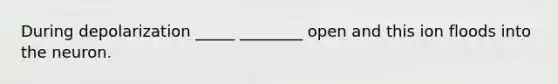 During depolarization _____ ________ open and this ion floods into the neuron.