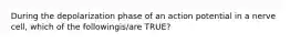 During the depolarization phase of an action potential in a nerve cell, which of the followingis/are TRUE?