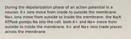 During the depolarization phase of an action potential in a neuron: K+ ions move from inside to outside the membrane. Na+ ions move from outside to inside the membrane. the Na/K ATPase pumps Na into the cell. both K+ and Na+ move from outside to inside the membrane. K+ and Na+ ions trade places across the membrane.