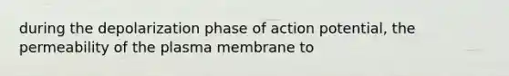 during the depolarization phase of action potential, the permeability of the plasma membrane to