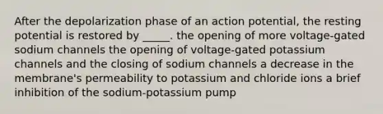 After the depolarization phase of an action potential, the resting potential is restored by _____. the opening of more voltage-gated sodium channels the opening of voltage-gated potassium channels and the closing of sodium channels a decrease in the membrane's permeability to potassium and chloride ions a brief inhibition of the sodium-potassium pump