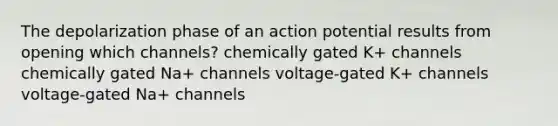 The depolarization phase of an action potential results from opening which channels? chemically gated K+ channels chemically gated Na+ channels voltage-gated K+ channels voltage-gated Na+ channels