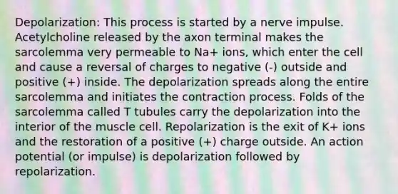 Depolarization: This process is started by a nerve impulse. Acetylcholine released by the axon terminal makes the sarcolemma very permeable to Na+ ions, which enter the cell and cause a reversal of charges to negative (-) outside and positive (+) inside. The depolarization spreads along the entire sarcolemma and initiates the contraction process. Folds of the sarcolemma called T tubules carry the depolarization into the interior of the muscle cell. Repolarization is the exit of K+ ions and the restoration of a positive (+) charge outside. An action potential (or impulse) is depolarization followed by repolarization.