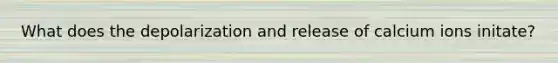 What does the depolarization and release of calcium ions initate?