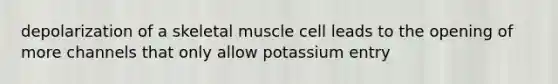 depolarization of a skeletal muscle cell leads to the opening of more channels that only allow potassium entry