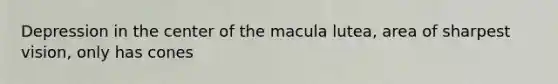 Depression in the center of the macula lutea, area of sharpest vision, only has cones