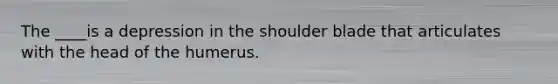 The ____is a depression in the shoulder blade that articulates with the head of the humerus.