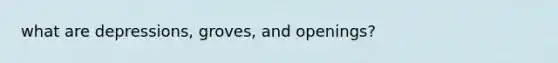 what are depressions, groves, and openings?