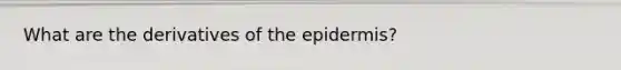 What are the derivatives of the epidermis?