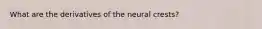 What are the derivatives of the neural crests?