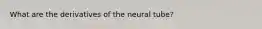 What are the derivatives of the neural tube?