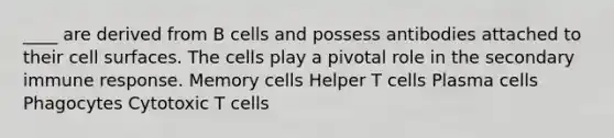 ____ are derived from B cells and possess antibodies attached to their cell surfaces. The cells play a pivotal role in the secondary immune response. Memory cells Helper T cells Plasma cells Phagocytes Cytotoxic T cells