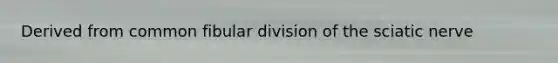Derived from common fibular division of the sciatic nerve